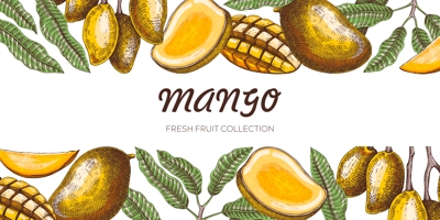 Summer background. Mango fruit sketch in color, hand-drawn vector illustration. Tropical fruit banner, juice packaging, print design. NOT AI generated